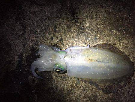 今日はいい天気